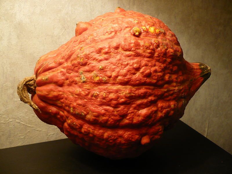 File:Goldenhubbardsquash.JPG