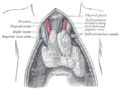 The thymus of a full-term fetus, exposed in situ.