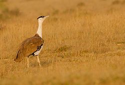 Great Indian bustard at Naliya grasslands, Kutch, India