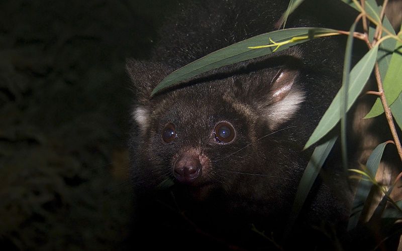 File:Greater Glider444.jpg