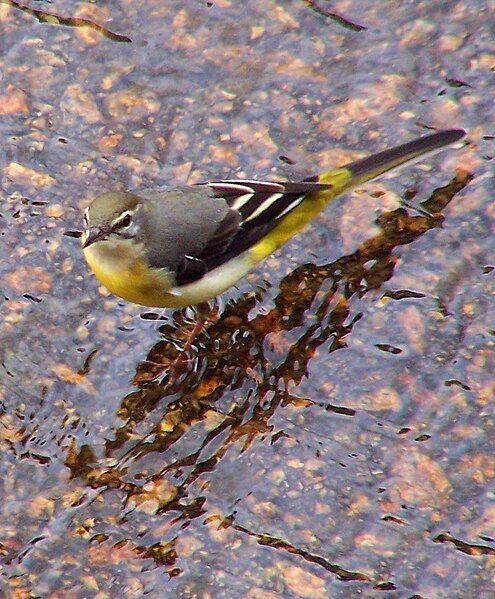 File:Grey Wagtail.jpg