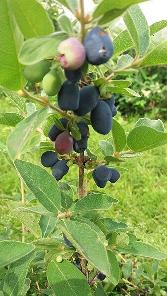 File:Haskap berries.jpg