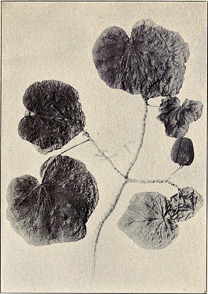 File:Hibiscadelphus Wilderianos.jpg