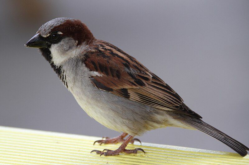 File:House Sparrow (31214115261).jpg