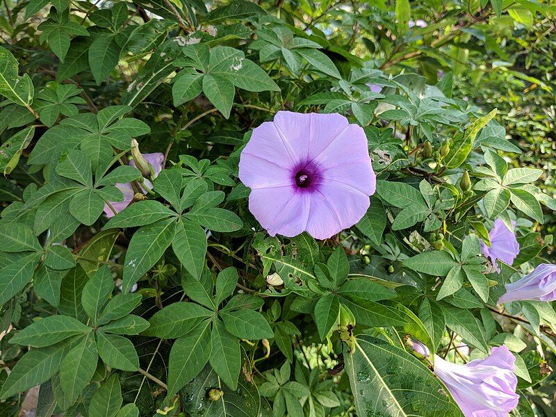 File:Ipomoea cairica 35.jpg