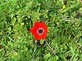 Anemone coronaria