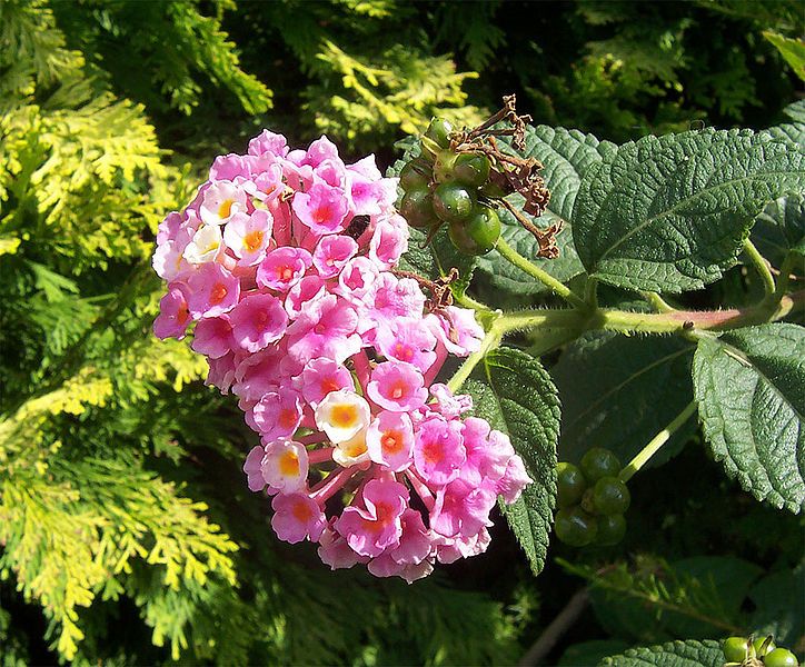 File:Lantana.jpg