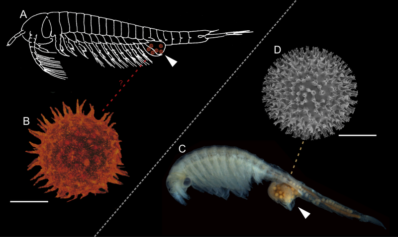 File:Lepidocaris vs Linderiella.PNG