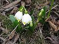 Leucojum vernum 'Podpolozje' close-up