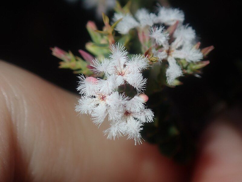 File:Leucopogon simulans.jpg