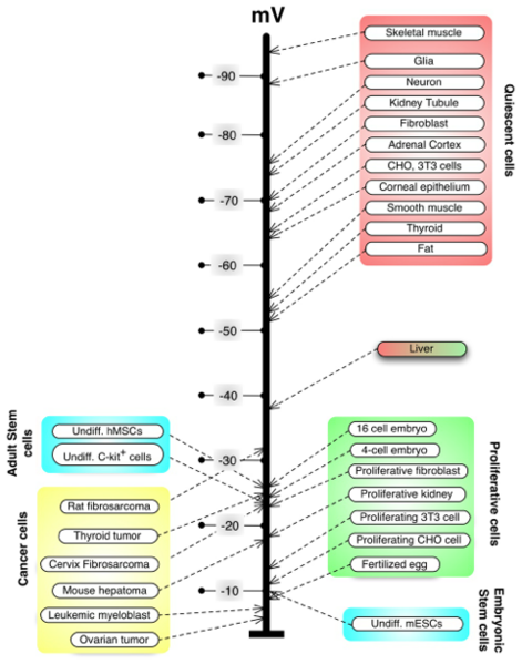 File:Levin Figure 5.png