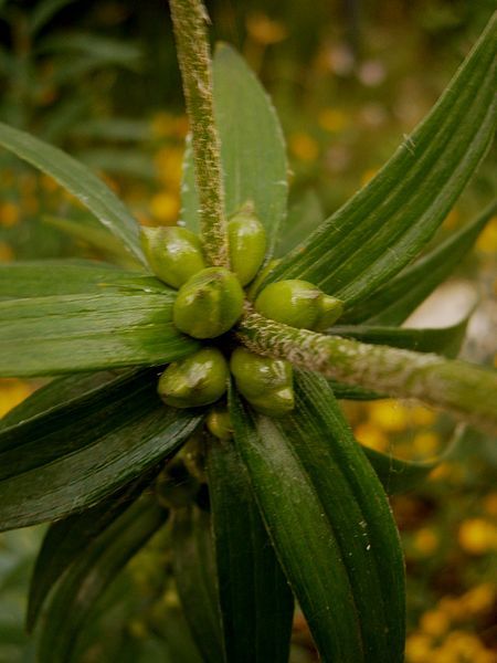 File:Lilium bulbiferum bulblets.jpg