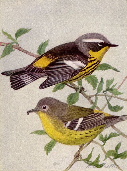 File:Magnolia Warbler NGM-v31-p313-A.jpg