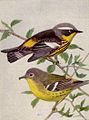 Magnolia warbler, from The Warblers of North America (National Geographic, 1917)