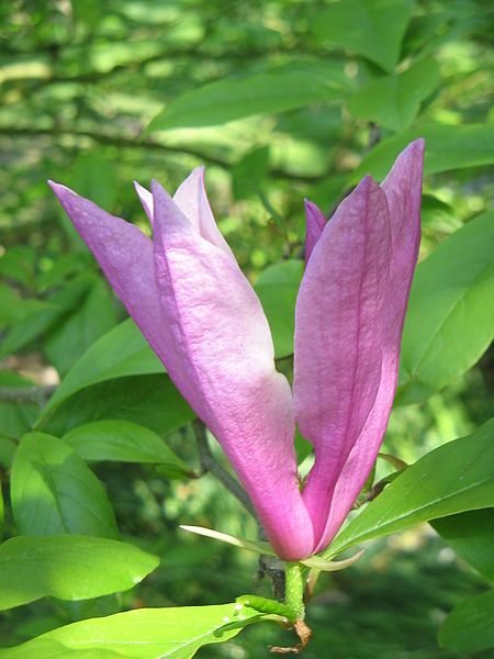 File:Magnolia liliiflora02.jpg