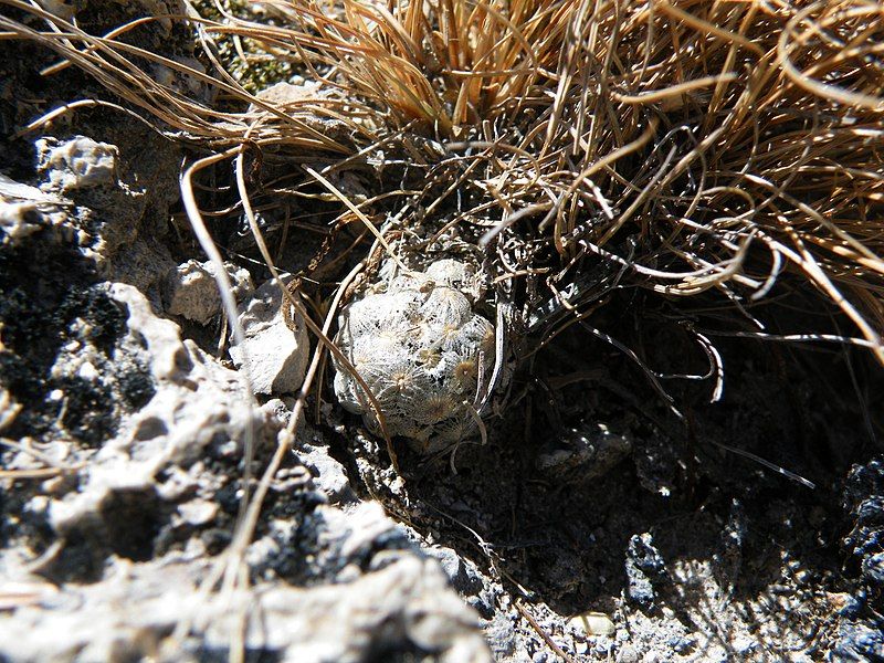 File:Mammillaria theresae (5702873570).jpg