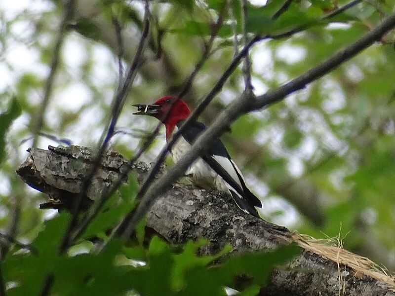 File:Melanerpes erythrocephalus mosbo6.jpg