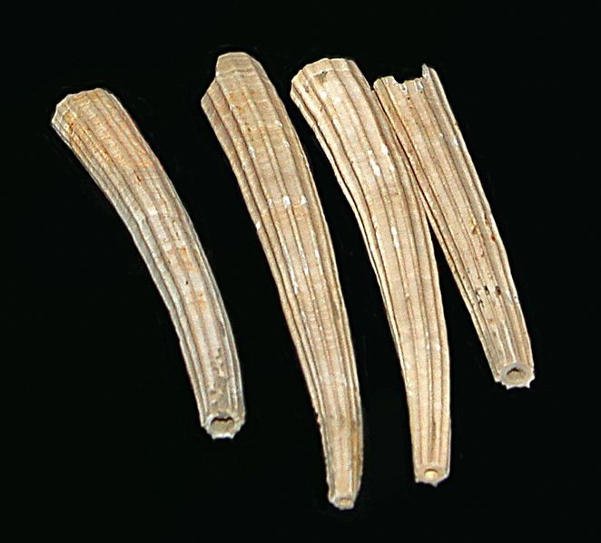 File:Mollusca - Dentalium.JPG