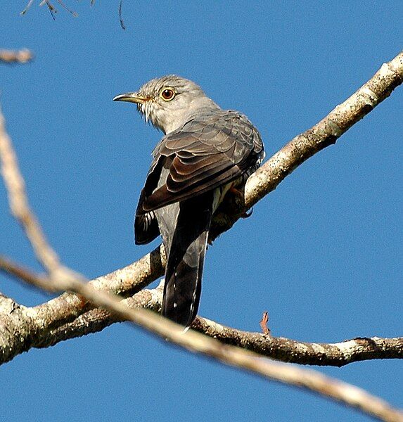 File:Oriental Cuckoo Maiala.JPG