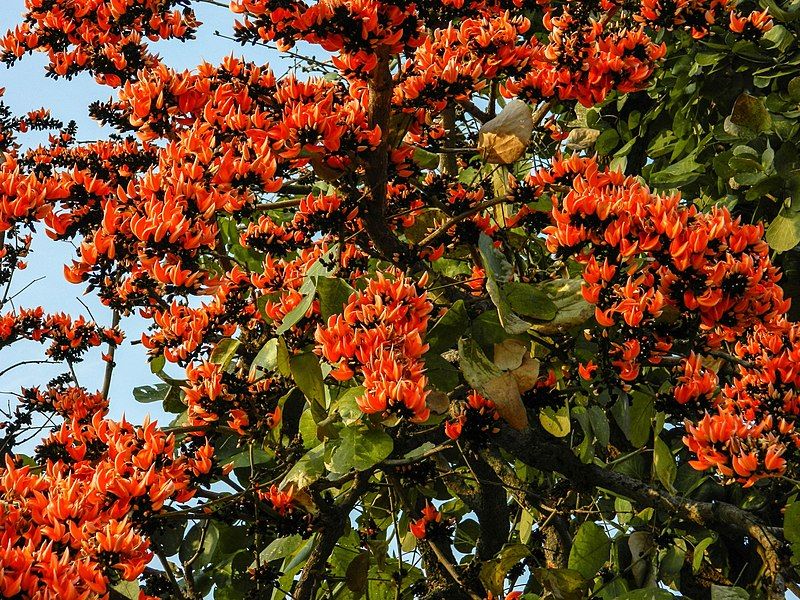 File:Palash Tree.jpg