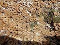 Closed Palythoa mutuki due to wave action in an Ecuadorian tidepool