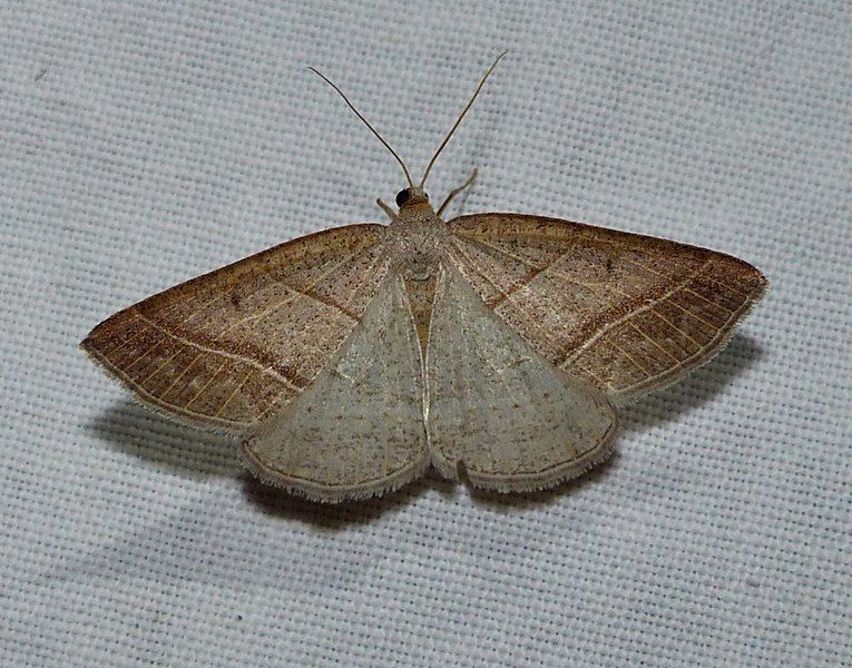 File:Petrophora subaequaria.jpg