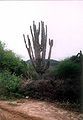 The arid landscape is dominated by giant cactus and thorny scrub.