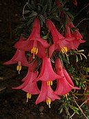 Flowers of Philesia magellanic