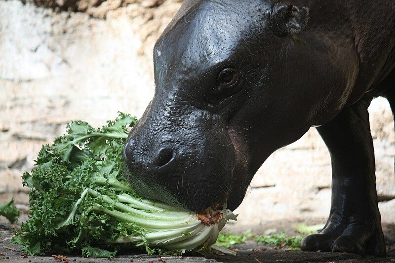 File:Pigmy Hippo 037.jpg