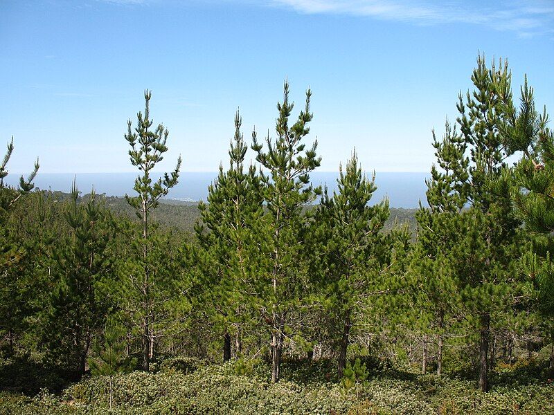 File:Pinus radiata HuckleberryHill1.jpg