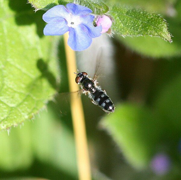 File:Platycheirus albimanus (female)2.jpg