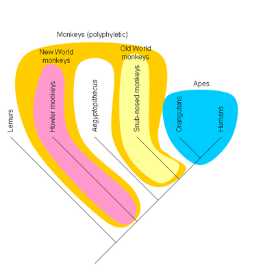 Polyphyletic monkeys