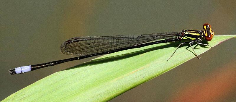 File:Pseudagrion hageni tropicanum.jpg