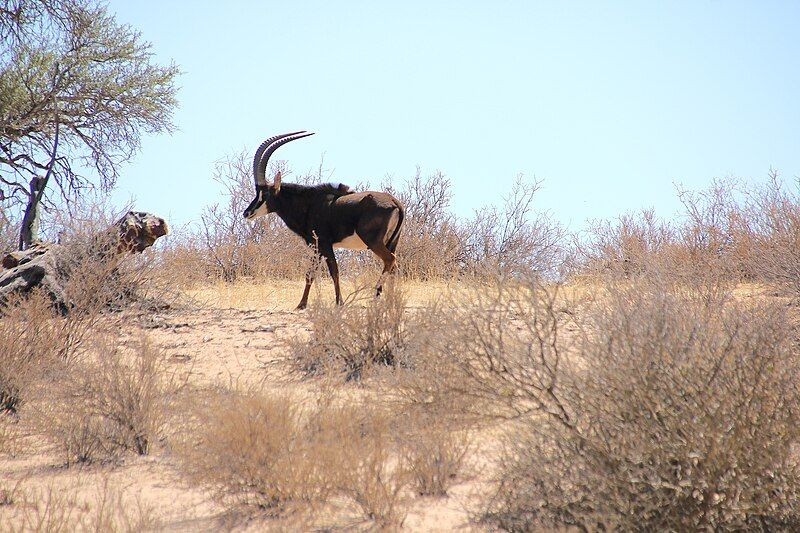 File:Rappenantilope Namibia.jpg