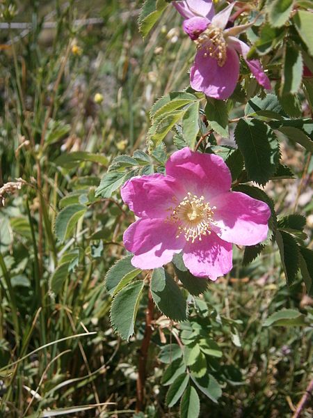 File:Rosa pendulina 001.JPG