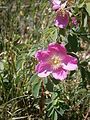 Rosa pendulina