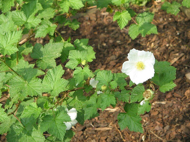 File:Rubus Benenden01.jpg