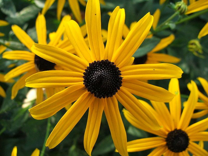 File:Rudbeckia fulgida.JPG