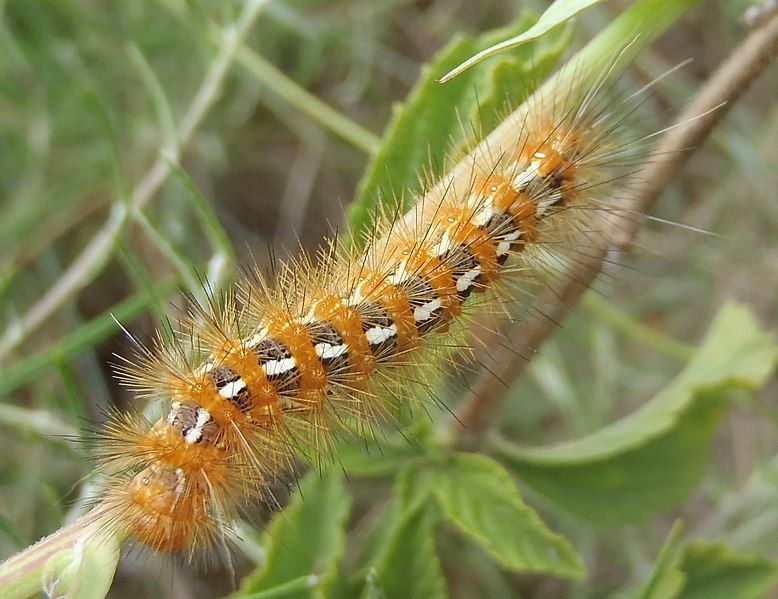 File:Saenura flava larva.jpg