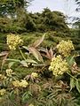 Sambucus racemosa