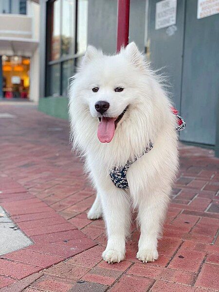 File:Samoyed MoMo.jpg