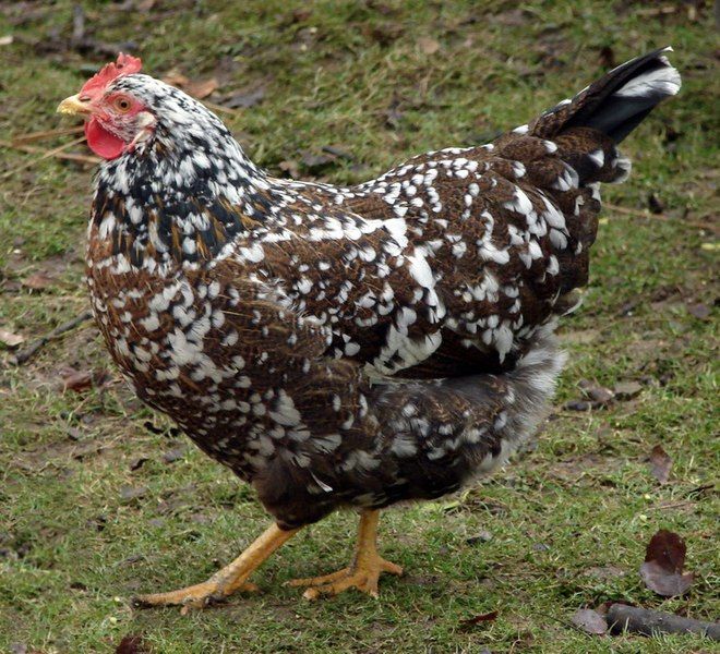 File:Schwedisches Blumenhuhn, Henne.JPG