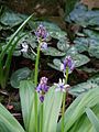 Scilla lilio-hyacinthus opening