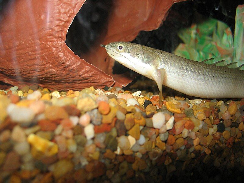 File:Senegal Bichir.JPG