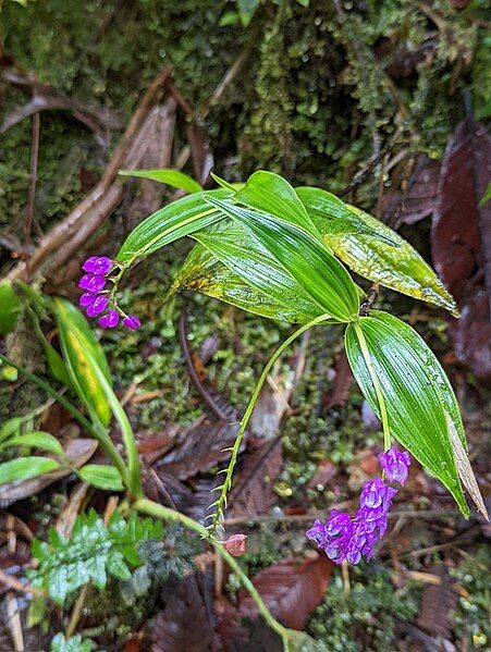 File:Sertifera purpurea 179114372.jpg