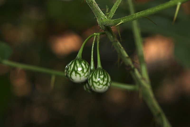 File:Solanum acerifolium 251202620.jpeg