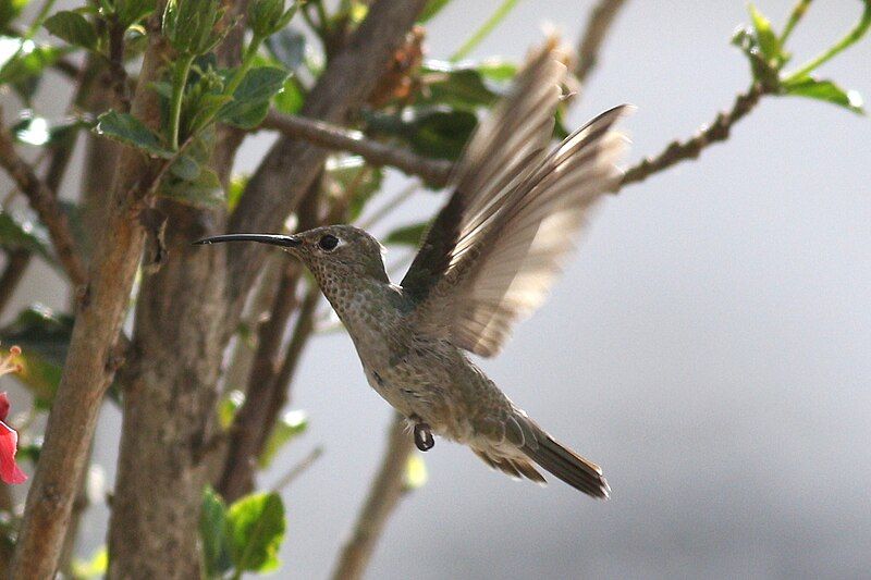 File:Spot-throated Hummingbird.jpg