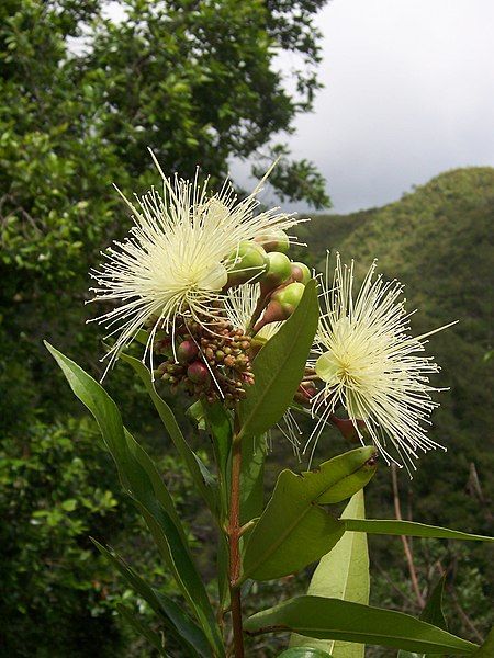 File:Syzygium jambos.JPG