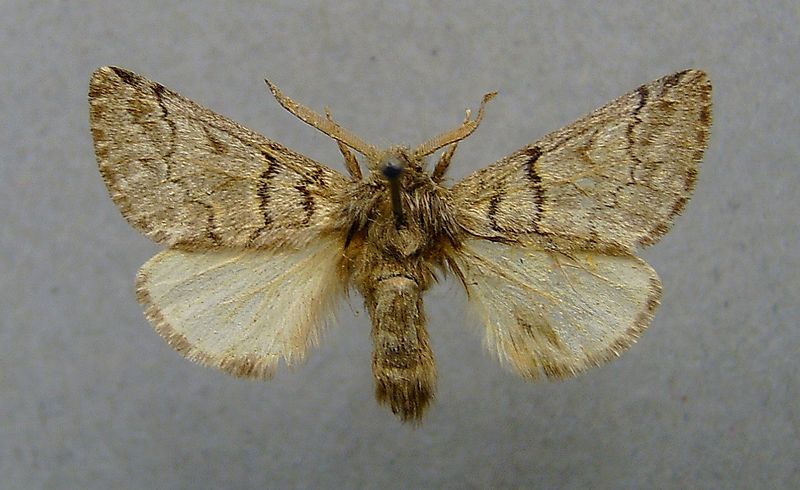 File:Traumatocampa pinivora.m.jpg