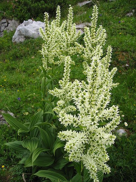 File:Veratrum album Dachstein.jpg